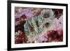 Tube Worms(Bispira Volutacornis)Living Between Rocks Covered in Crustose Coralline and Red Algae,Uk-Linda Pitkin-Framed Photographic Print