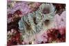 Tube Worms(Bispira Volutacornis)Living Between Rocks Covered in Crustose Coralline and Red Algae,Uk-Linda Pitkin-Mounted Photographic Print