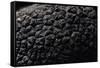 Tuber Melanosporum (Black Truffle, Perigord Truffle,French Black Truffle, Perigord Black Truffle)-Paul Starosta-Framed Stretched Canvas