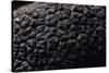 Tuber Melanosporum (Black Truffle, Perigord Truffle,French Black Truffle, Perigord Black Truffle)-Paul Starosta-Stretched Canvas