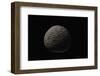 Tuber Melanosporum (Black Truffle, Perigord Truffle,French Black Truffle, Perigord Black Truffle)-Paul Starosta-Framed Photographic Print