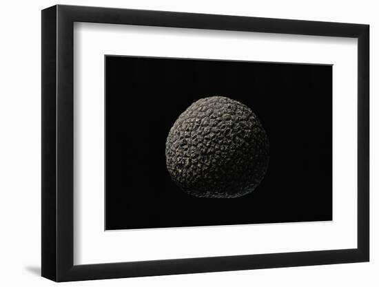 Tuber Melanosporum (Black Truffle, Perigord Truffle,French Black Truffle, Perigord Black Truffle)-Paul Starosta-Framed Photographic Print