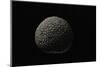 Tuber Melanosporum (Black Truffle, Perigord Truffle,French Black Truffle, Perigord Black Truffle)-Paul Starosta-Mounted Photographic Print