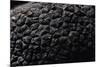 Tuber Melanosporum (Black Truffle, Perigord Truffle,French Black Truffle, Perigord Black Truffle)-Paul Starosta-Mounted Photographic Print