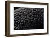 Tuber Melanosporum (Black Truffle, Perigord Truffle,French Black Truffle, Perigord Black Truffle)-Paul Starosta-Framed Photographic Print