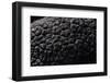 Tuber Melanosporum (Black Truffle, Perigord Truffle,French Black Truffle, Perigord Black Truffle)-Paul Starosta-Framed Photographic Print