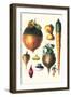 Tubers II-Philippe-Victoire Leveque de Vilmorin-Framed Art Print