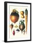 Tubers II-Philippe-Victoire Leveque de Vilmorin-Framed Art Print