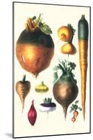 Tubers II-Philippe-Victoire Leveque de Vilmorin-Mounted Art Print