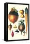 Tubers II-Philippe-Victoire Leveque de Vilmorin-Framed Stretched Canvas