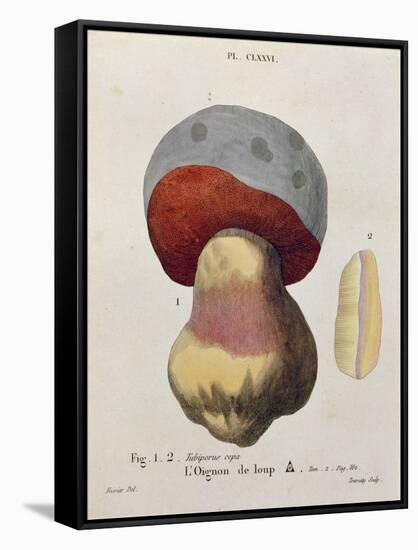 Tubiporus Cepa, Plate 176 from 'Iconographie Des Champignons De J.J. Paulet' by J. H. Leveille-Fossier-Framed Stretched Canvas