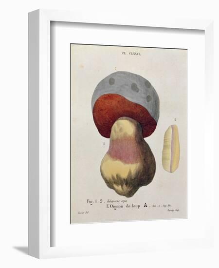 Tubiporus Cepa, Plate 176 from 'Iconographie Des Champignons De J.J. Paulet' by J. H. Leveille-Fossier-Framed Giclee Print