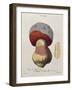 Tubiporus Cepa, Plate 176 from 'Iconographie Des Champignons De J.J. Paulet' by J. H. Leveille-Fossier-Framed Giclee Print