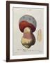 Tubiporus Cepa, Plate 176 from 'Iconographie Des Champignons De J.J. Paulet' by J. H. Leveille-Fossier-Framed Giclee Print