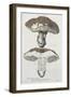 Tubiporus Esculentus, Plate 168 from 'Iconographie Des Champignons De J.J. Paulet'-De Lussigny-Framed Giclee Print