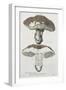 Tubiporus Esculentus, Plate 168 from 'Iconographie Des Champignons De J.J. Paulet'-De Lussigny-Framed Giclee Print