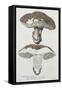 Tubiporus Esculentus, Plate 168 from 'Iconographie Des Champignons De J.J. Paulet'-De Lussigny-Framed Stretched Canvas