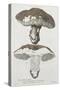 Tubiporus Esculentus, Plate 168 from 'Iconographie Des Champignons De J.J. Paulet'-De Lussigny-Stretched Canvas