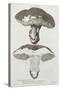 Tubiporus Esculentus, Plate 168 from 'Iconographie Des Champignons De J.J. Paulet'-De Lussigny-Stretched Canvas