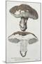 Tubiporus Esculentus, Plate 168 from 'Iconographie Des Champignons De J.J. Paulet'-De Lussigny-Mounted Giclee Print