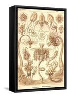 Tubularida - Tubularians-Ernst Haeckel-Framed Stretched Canvas