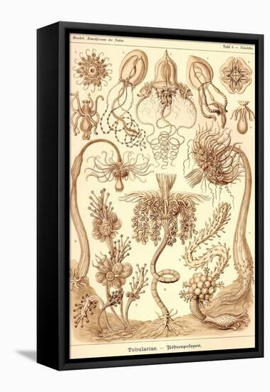 Tubularida - Tubularians-Ernst Haeckel-Framed Stretched Canvas