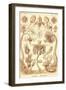 Tubularida - Tubularians-Ernst Haeckel-Framed Art Print