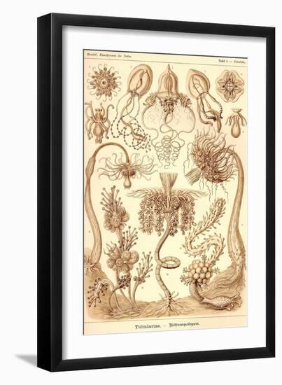 Tubularida - Tubularians-Ernst Haeckel-Framed Art Print