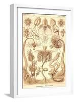 Tubularida - Tubularians-Ernst Haeckel-Framed Art Print