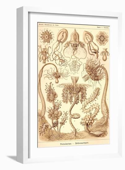 Tubularida - Tubularians-Ernst Haeckel-Framed Art Print