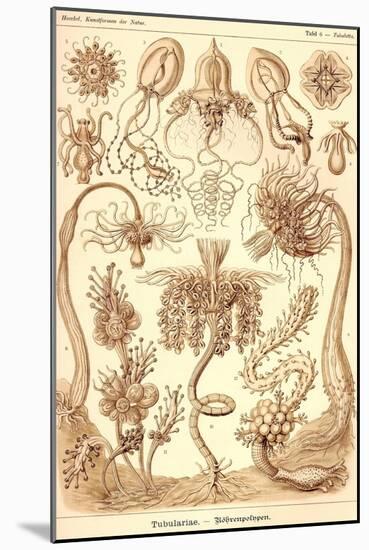 Tubularida - Tubularians-Ernst Haeckel-Mounted Art Print
