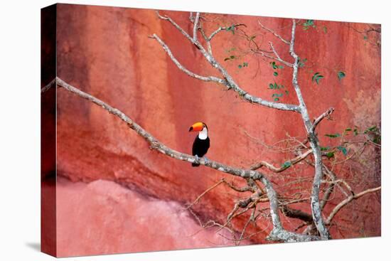 Tucan and a Red Wall-Howard Ruby-Stretched Canvas