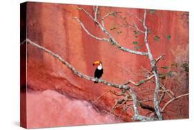 Tucan and a Red Wall-Howard Ruby-Stretched Canvas