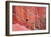 Tucan and a Red Wall-Howard Ruby-Framed Photographic Print