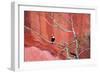 Tucan and a Red Wall-Howard Ruby-Framed Photographic Print