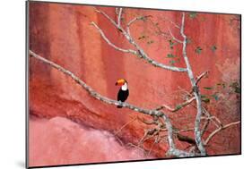 Tucan and a Red Wall-Howard Ruby-Mounted Photographic Print