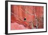 Tucan and a Red Wall-Howard Ruby-Framed Photographic Print