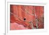 Tucan and a Red Wall-Howard Ruby-Framed Photographic Print