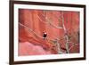 Tucan and a Red Wall-Howard Ruby-Framed Photographic Print