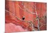 Tucan and a Red Wall-Howard Ruby-Mounted Photographic Print