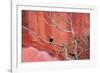 Tucan and a Red Wall-Howard Ruby-Framed Photographic Print