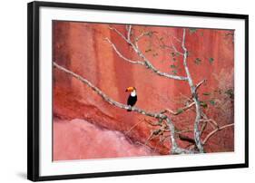 Tucan and a Red Wall-Howard Ruby-Framed Photographic Print