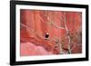 Tucan and a Red Wall-Howard Ruby-Framed Photographic Print