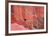 Tucan and a Red Wall-Howard Ruby-Framed Photographic Print