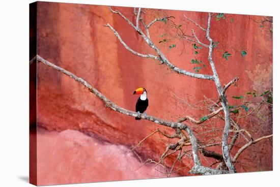 Tucan and a Red Wall-Howard Ruby-Stretched Canvas