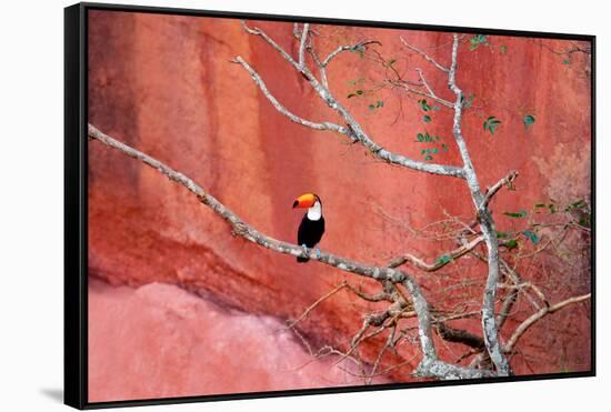 Tucan and a Red Wall-Howard Ruby-Framed Stretched Canvas