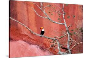 Tucan and a Red Wall-Howard Ruby-Stretched Canvas