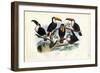 Tucans, 1863-79-Raimundo Petraroja-Framed Giclee Print