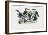 Tucans, 1863-79-Raimundo Petraroja-Framed Giclee Print