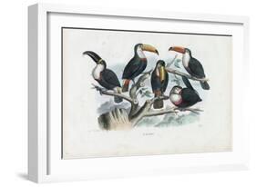 Tucans, 1863-79-Raimundo Petraroja-Framed Giclee Print